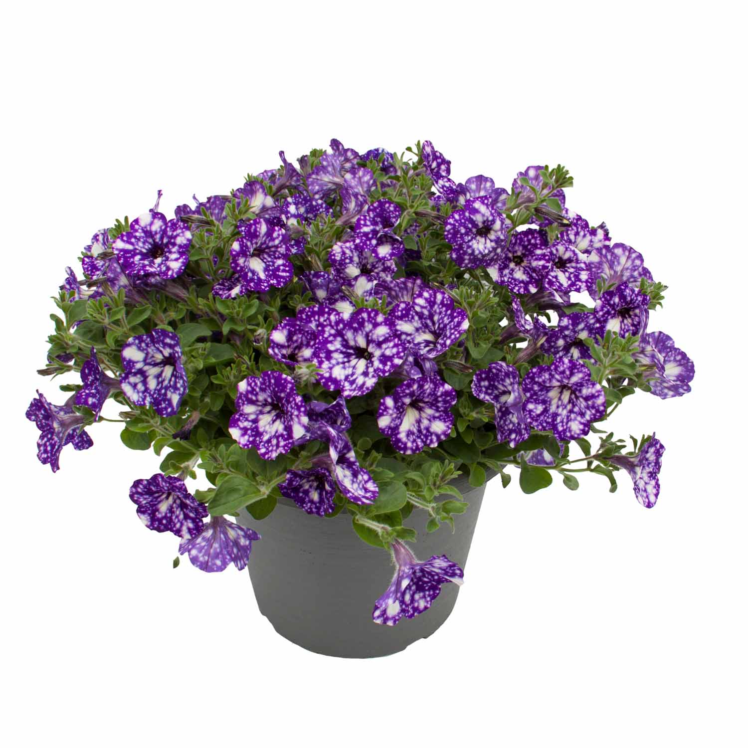 Петуния