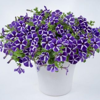 Петуния Cascadias Purple Gem (срезы/5шт)