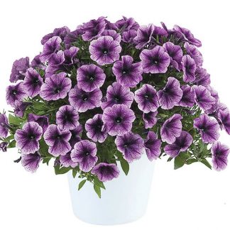 Петуния Cascadias Purple Ice (срезы/5шт)