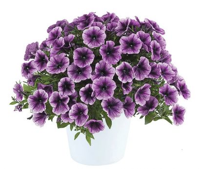 Петуния Cascadias Purple Ice (срезы/5шт)