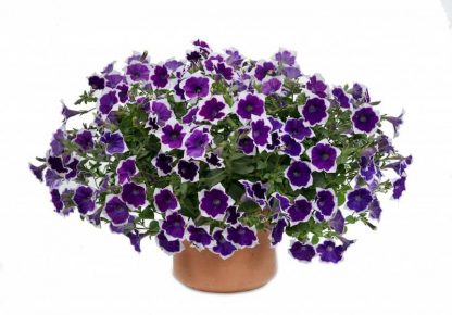 Петуния Cascadias Rim Violet (срезы/5шт)