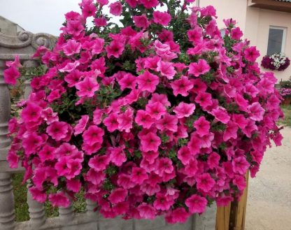 Петуния Surfinia Classic Hot Pink (срезы/5шт)