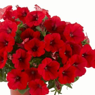 Петуния Surfinia Deep Red (0,1л)