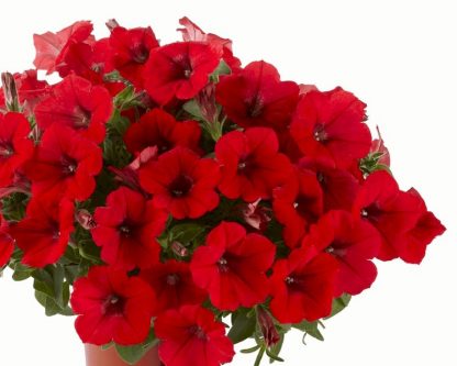Петуния Surfinia Deep Red (0,1л)
