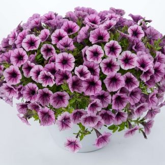 Петуния Littletunia Pink Splash (срезы/5шт)