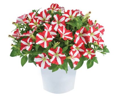 Петуния Amore King of Hearts Imp(срезы/5шт)