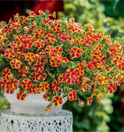 Калибрахоа Superbells Tangerine Star (срезы/5шт)