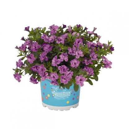 Калибрахоа махровая Aloha Double Lavender (срезы 5 шт)