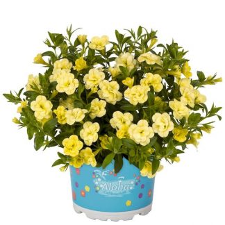 Калибрахоа махровая MiniFamous Double Yellow (срезы 5 шт)