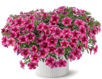 Калибрахоа Colibri Cherry Lace (0,1л)
