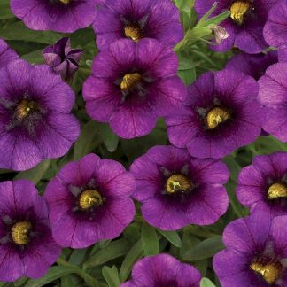 Калибрахоа Kali Ultra Purple (срезы/5 шт)