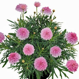 Аргирантемум Raspberry Ruffles (0,1л)