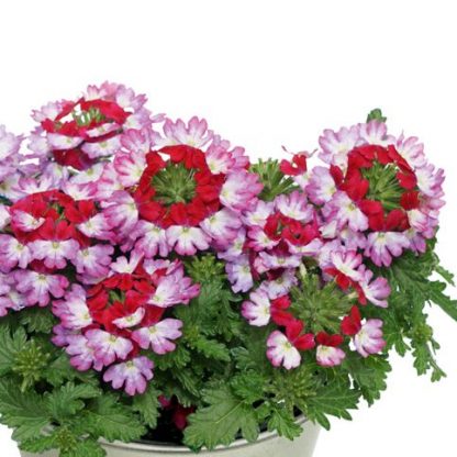 Вербена Drums Purple Red (0,1л)