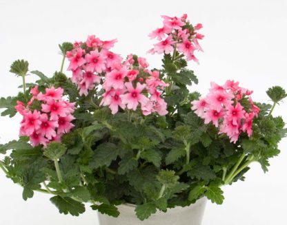 Вербена Blues Mango Pink (срезы 5 шт)