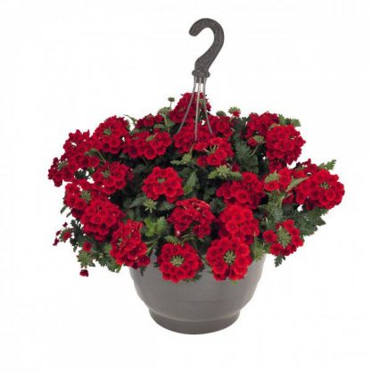 Вербена Empress Sun Red (0,1л)