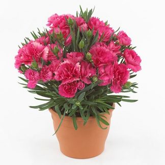 Гвоздика Colores Dulce (срез/3 шт)
