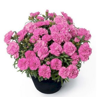 Гвоздика Sunflor Surprise Pink (срез/3 шт)