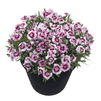 Гвоздика Sunflor Kaylee от Завода ФЛОРА