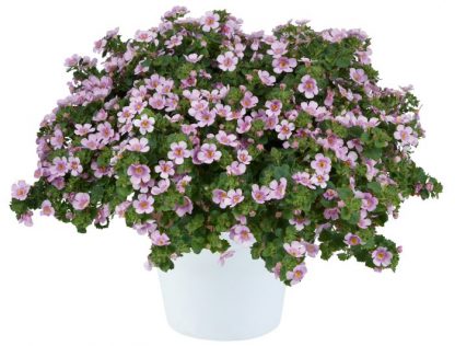 Бакопа Gulliver Pink Heart (0,1л)