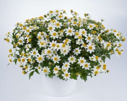 Биденс White Delight (0,1л)