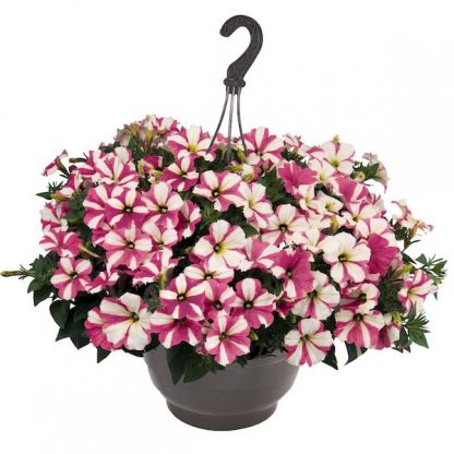 Петуния Surprise Pink Star (0,1л)