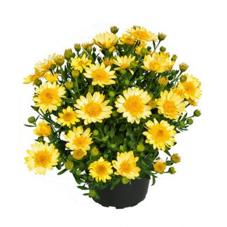 Остеоспермум SUMMERSMILE Double Golden Yellow (срез/3 шт)