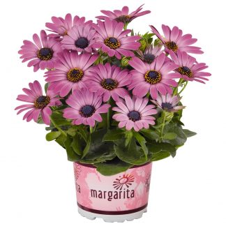 Остеоспермум Margarita Dark Pink (0,1л)