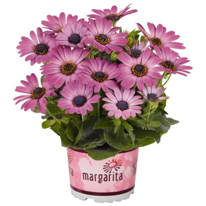 Остеоспермум Margarita Dark Pink (0,1л)
