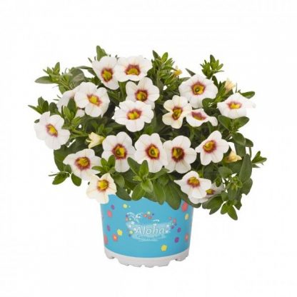 Калибрахоа Aloha Kona Tiki White (0,1л)