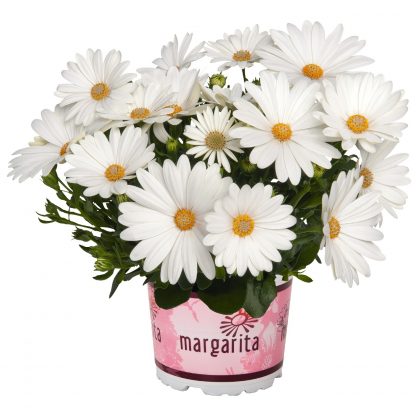 Остеоспермум Margarita Creme (0,1л)