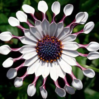 Остеоспермум Flower Power Spider White (срез/3 шт)