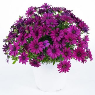 Остеоспермум ампельный Plaisir Purple (срез/3 шт)