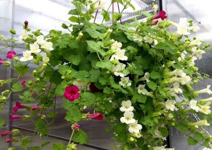 Lophospermum Compact White (Лофос) 0,1л — изображение 2