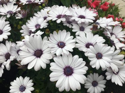 Остеоспермум Akila White (0,1л)