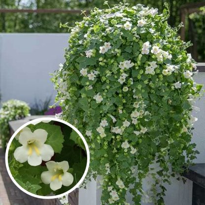 Lophospermum Compact White (Лофос) 0,1л