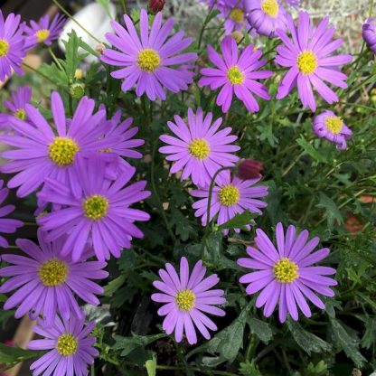 Брахикома Brasco Violet (срезы 5 шт) — изображение 2
