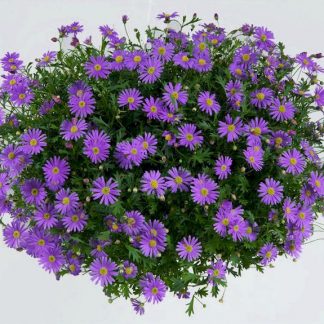 Брахикома Brasco Violet (срезы 5 шт)