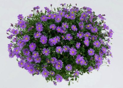 Брахикома Brasco Violet (срезы 5 шт)