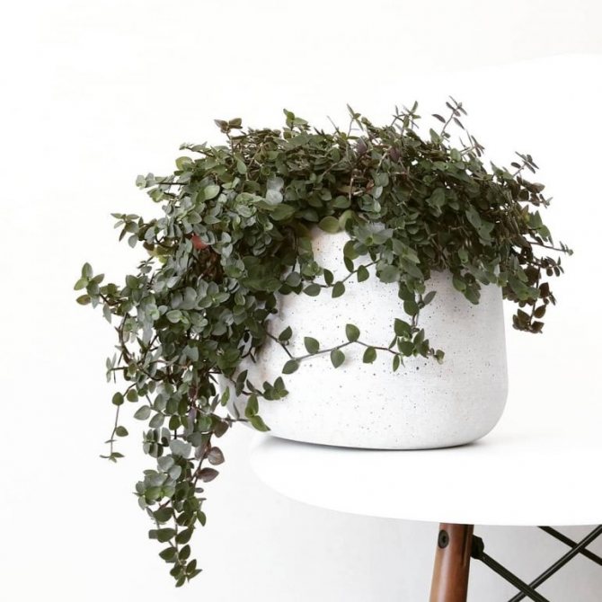 Каллизия Зелёная - фото 1 от Завода ФЛОРА