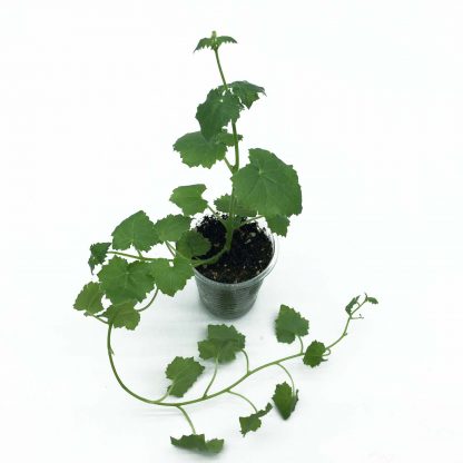 Lophospermum Compact White (Лофос) 0,1л — изображение 3