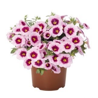 Калибрахоа Aloha Nani Tiki Pink (0,1л)