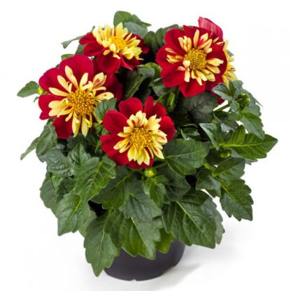 Георгины Dahlietta Surprise Cindy Red-Yellow (0,1л)