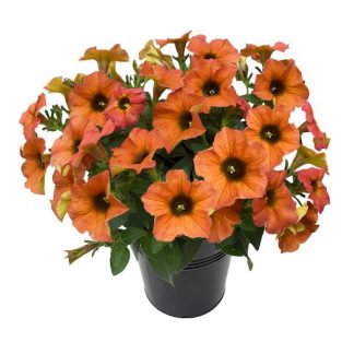 Петуния Петхоа BeautiCal Cinnamon (0,1л)