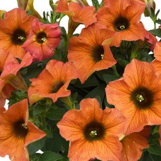 Петуния Петхоа BeautiCal Cinnamon (срезы/5шт)