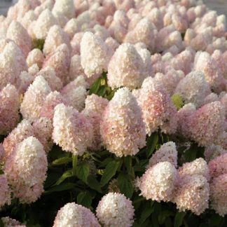 Гортензия метельчатая Magical Sweet Summer (0,1л)