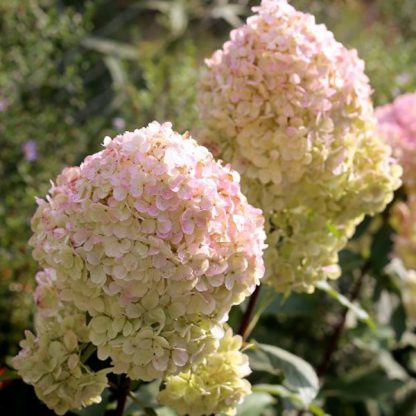 Гортензия метельчатая Magical Sweet Summer (0,5л)