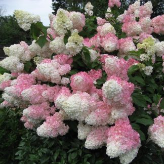 Гортензия метельчатая Vanille Fraise (0,1л ).