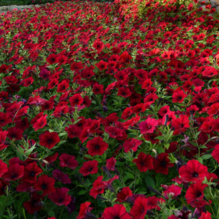 Петуния семенная Tidal Wave Red Velour (0,1л)