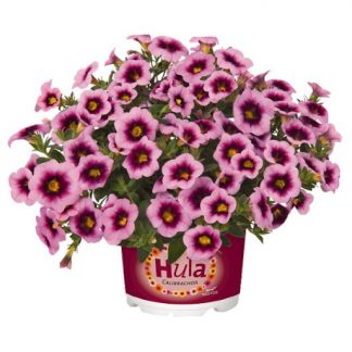 Калибрахоа Hula Soft Pink (0,1л)