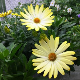 Остеоспермум Yellow (срез/3 шт)